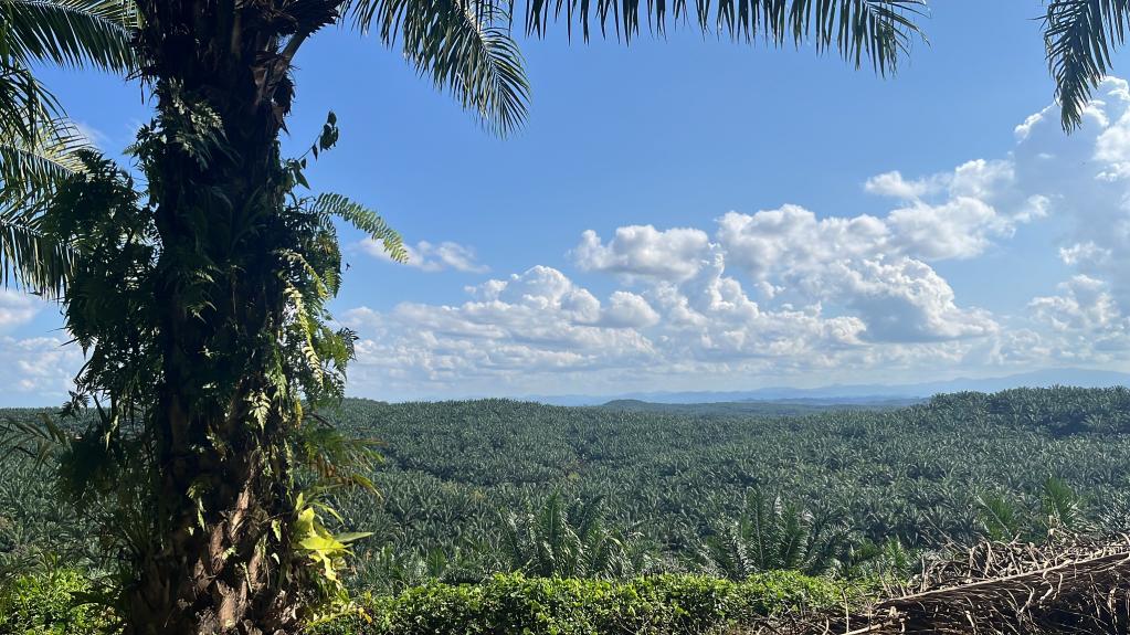 palm oil plantation from above