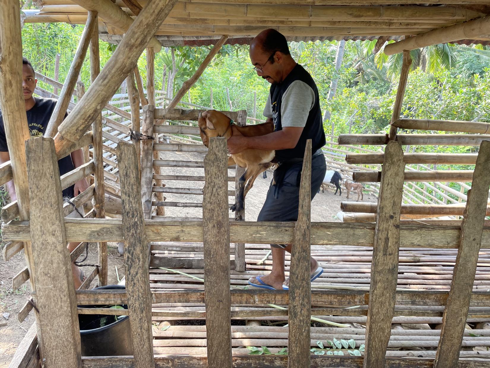 A man holding a brown goat inside an animal cage made from bamboo.
