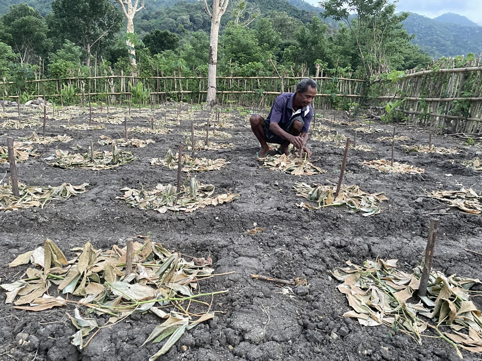 A man working in the field and caring for the intercropped corn and beans.