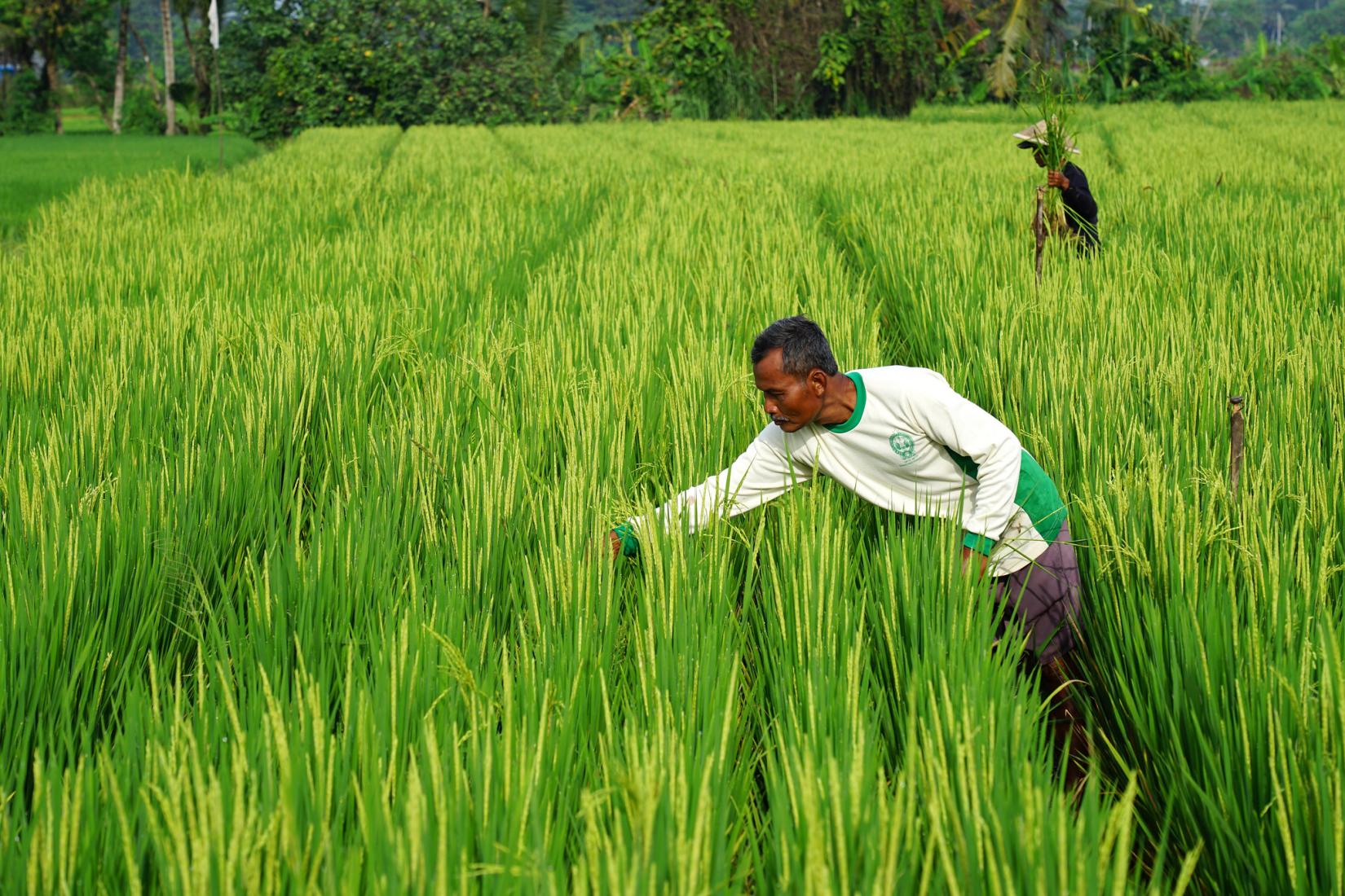 25 February 2023, Yogyakarta, Indonesia. A farmer in the paddy field in Jogjakarta.
