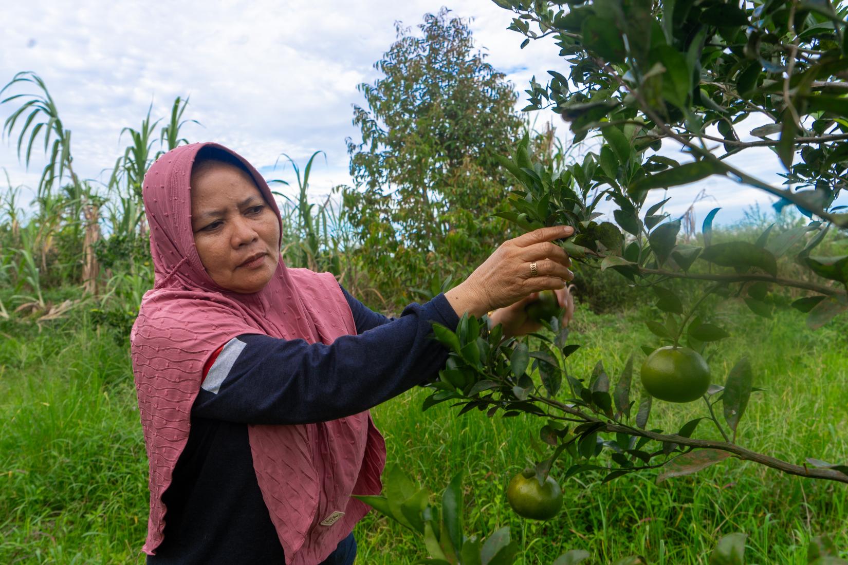 A woman in hijab harvesting some fruits
