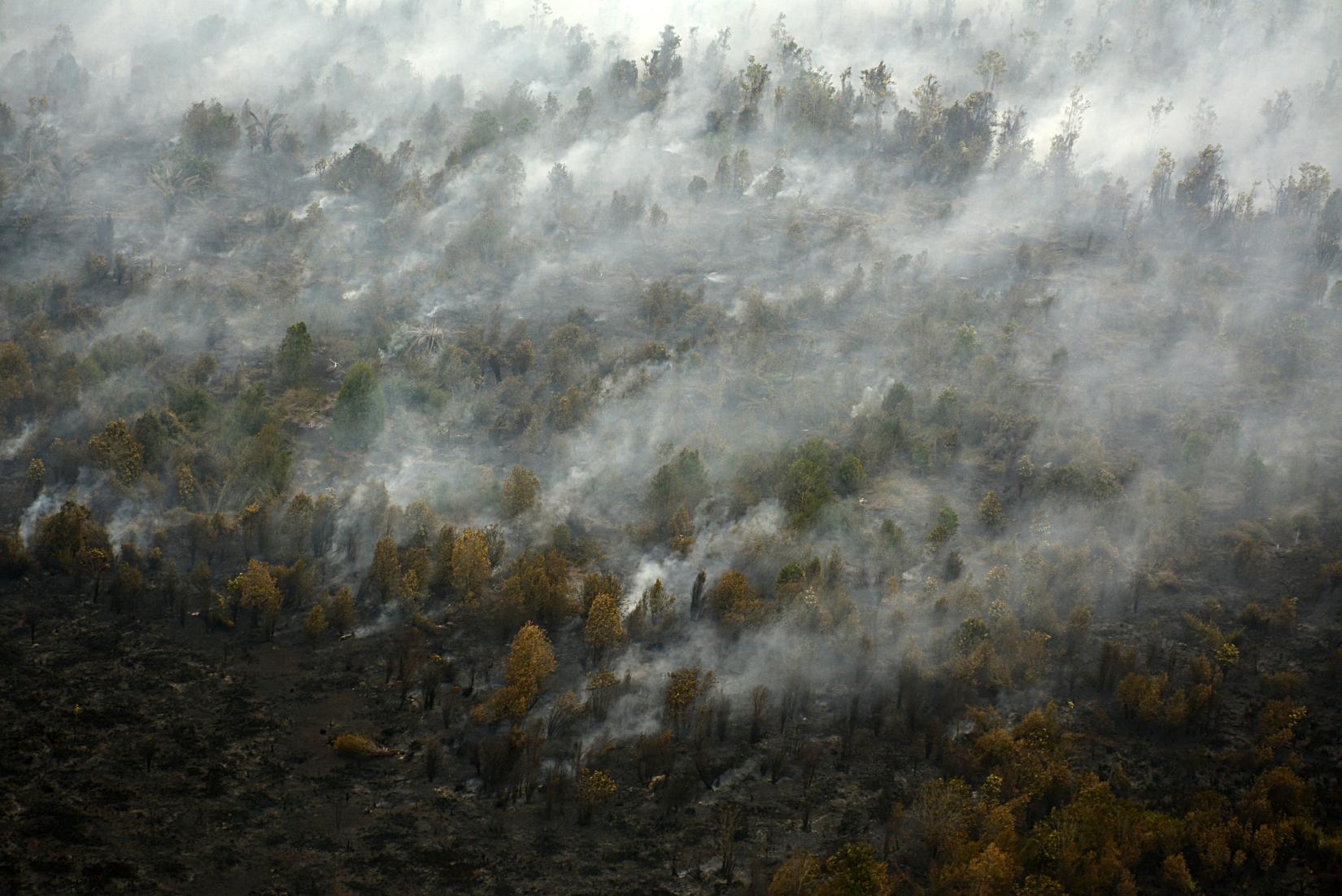 Aerial view of burned forest and land