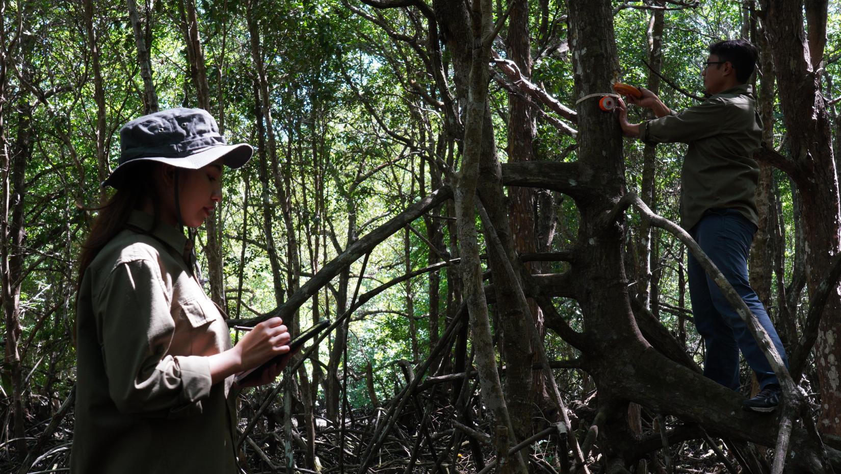 A woman is collecting data and a man is measuring the tree diameter