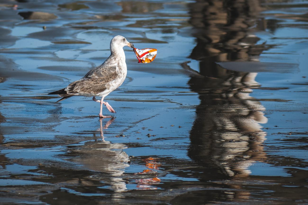 A bird picking up plastic waste from the water.