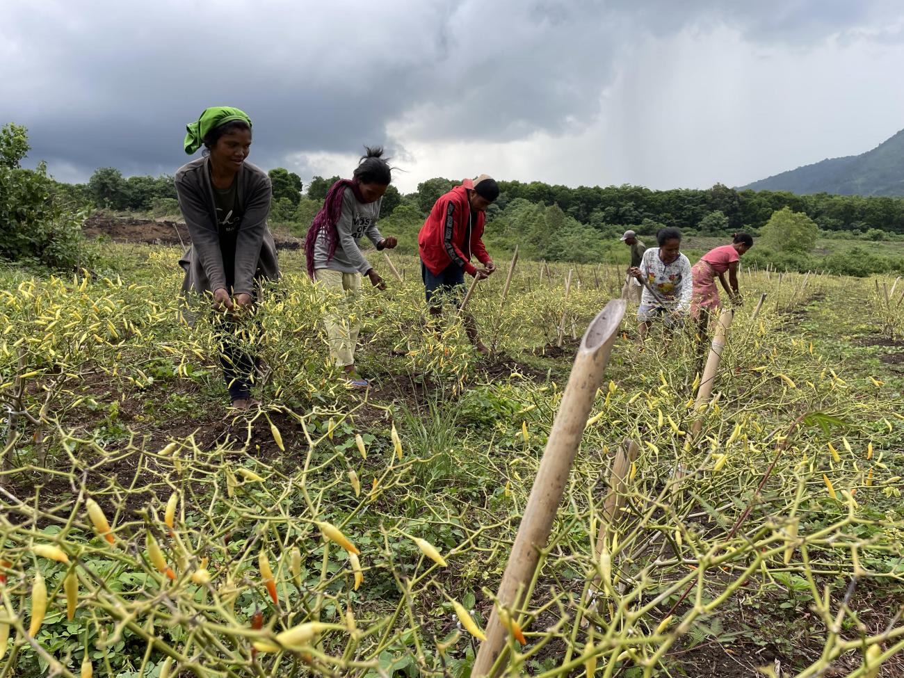 Six Inegena villagers passionately work in the chili field. In the background is the vast green landscape of Flores and the gray sky. 