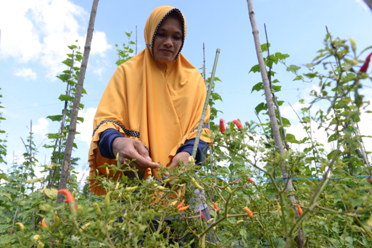 A farmer in the middle of a horticulture field on a peatland area in coastal West Kalimantan. Thanks to support from a government agency and UNOPS, farmers have learned new agriculture methods that do not require burning the land.