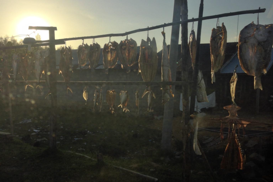 Dried fish is hung on bamboo poles. In the background is the sun that is about to set down. 