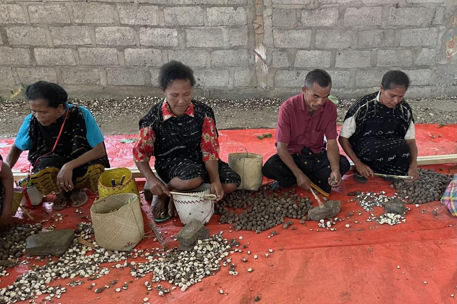 Empat warga desa duduk diatas terpal oranye dan memproses kemiri secara manual menggunakan alat sederahan dan bebatuan.