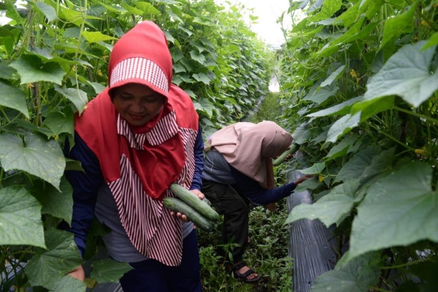 Cucumber harvest in Limbung, West Kalimantan on the island of Borneo in Indonesia. Until the involvement of the government’s peatland restoration agency, with support from UNOPS, the area where now vegetables are grown was too dry for agriculture.