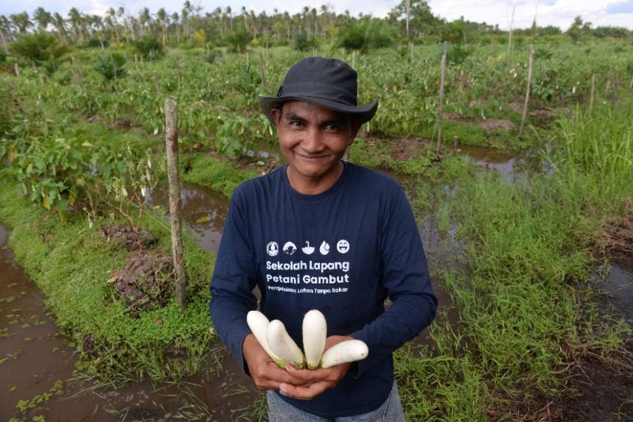While eggplants are not just a delicacy, but also a cash crop for peatland farmers in Jongkat, West Kalimantan.
