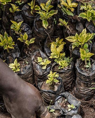 Removing weeds from tree saplings.