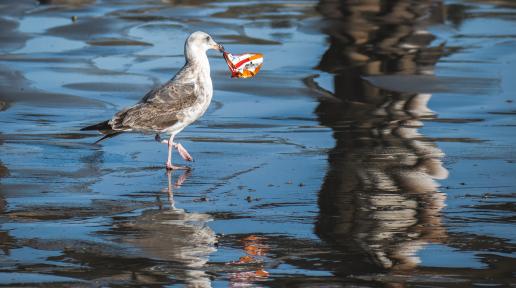 A bird picking up plastic waste from the water.