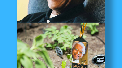 Photos of Nelson Mandela.